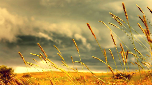 xlarge_grass.jpg