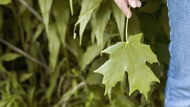 xlarge_one-leaf.jpg