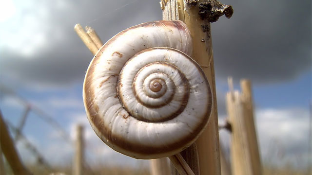 snail-shell.jpg