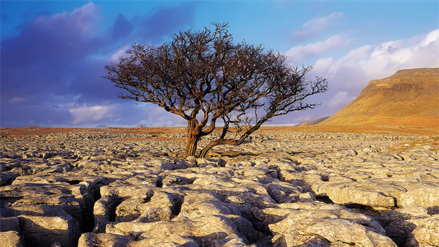 tree-in-the-dessert.jpg