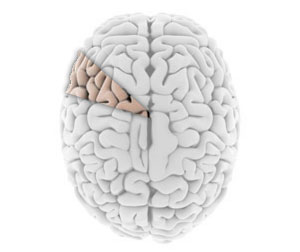 111231_ten-percent-of-brain.jpg
