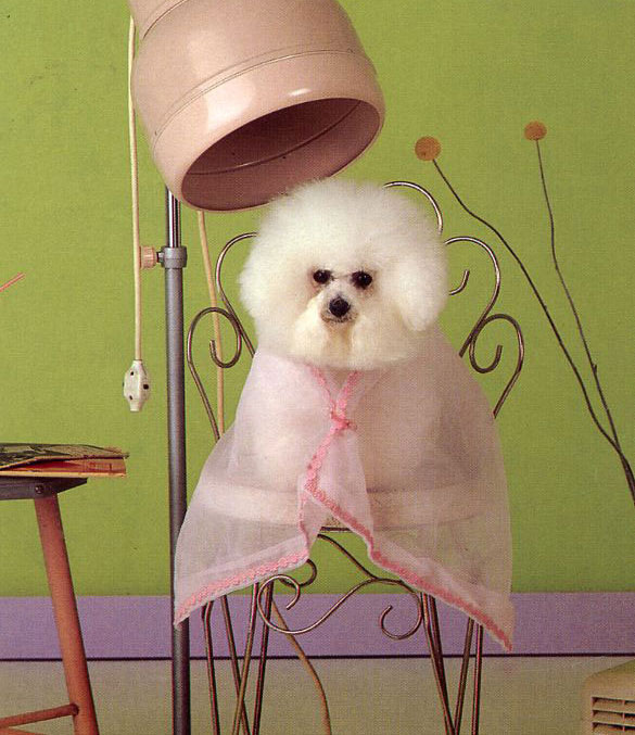 120128_puppy.jpg