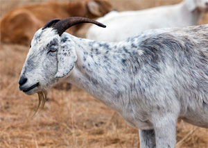 120201-goat.jpg