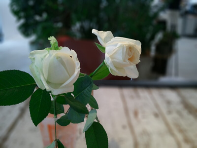 afterfocus_2.jpg