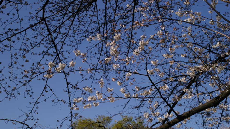 幹事さん必見! 花見のときに最低限あるべき持ち物10選