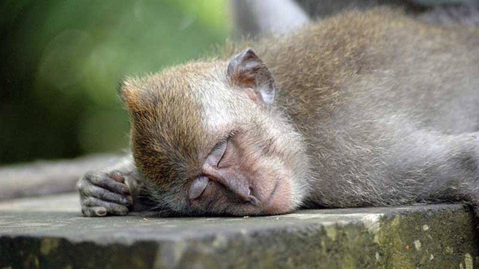 春の眠気に打ち勝つための7つの食材