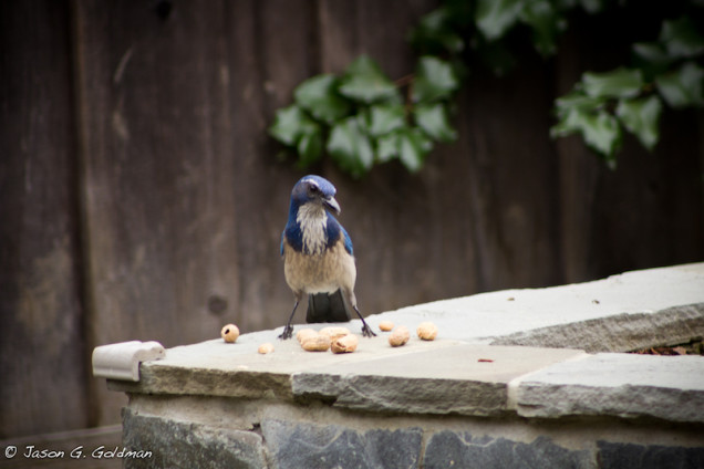 140331wildlifephoto02.jpg