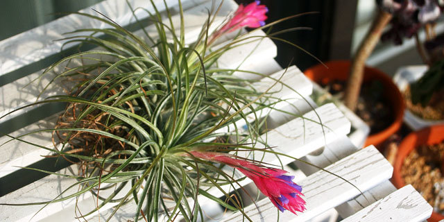 「ベランダー」推薦!エアプランツで植物のある生活を始めよう