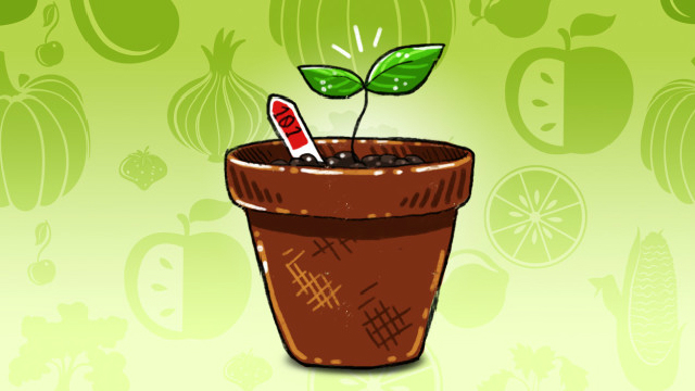 ガーデニング初心者におすすめしたい手軽に栽培できる7つの野菜