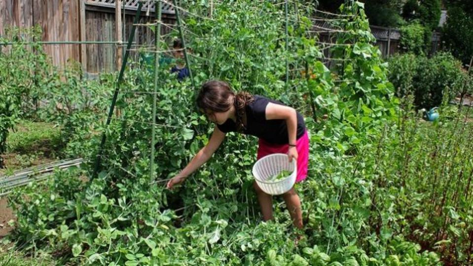 さぁ、園芸だ! 子どもに野菜を食べてもらうには一緒に育ててみるのはいかが