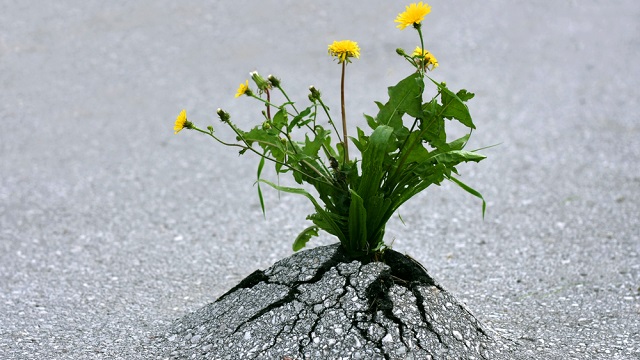 驚くほど意志の強い人がやっている5つの習慣 ライフハッカー 日本版