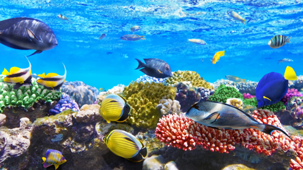 魚には高度な知能がある 道具の使用や 社会的学習の兆候から科学者が主張 ライフハッカー 日本版