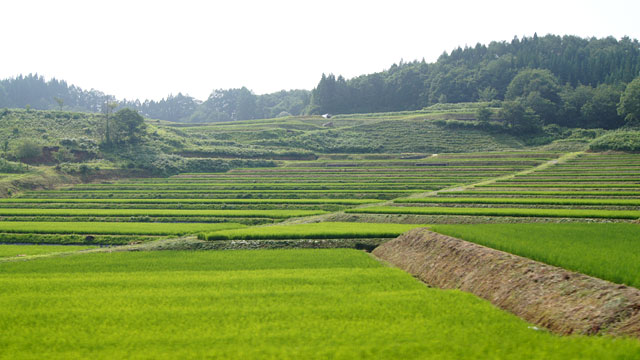140820kimihatsu_2.jpg
