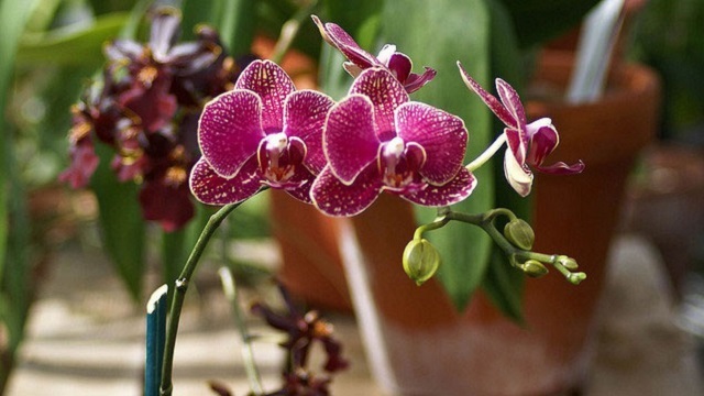 蘭の花を枯らさない適量な水やりのために「氷」が使える