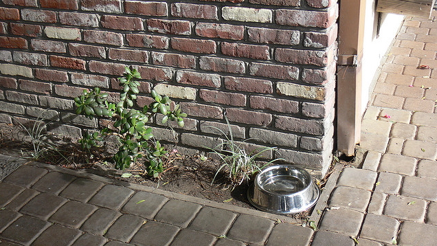 140918putdownyourpet6.jpg
