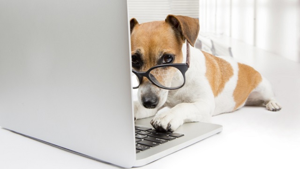 犬がいるだけで職場がより良くなる、これだけの理由