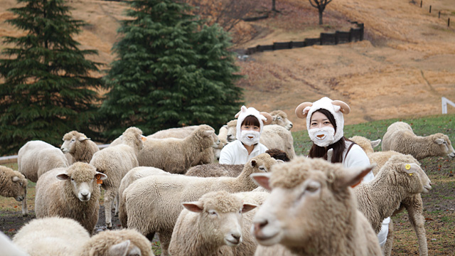 141212sheep_photo_10.jpg