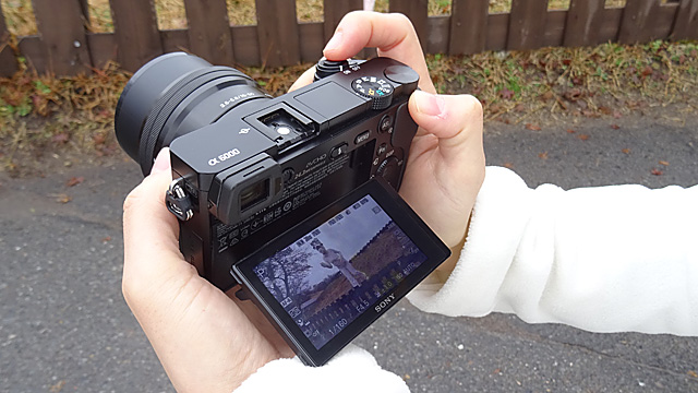 141212sheep_photo_12.jpg