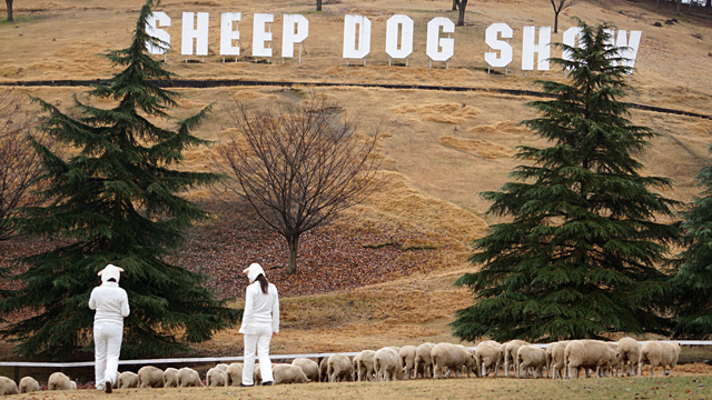 141212sheep_photo_13.jpg