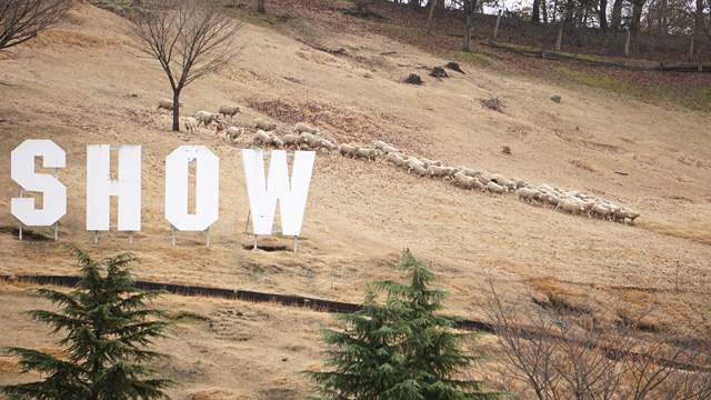 141212sheep_photo_14.jpg