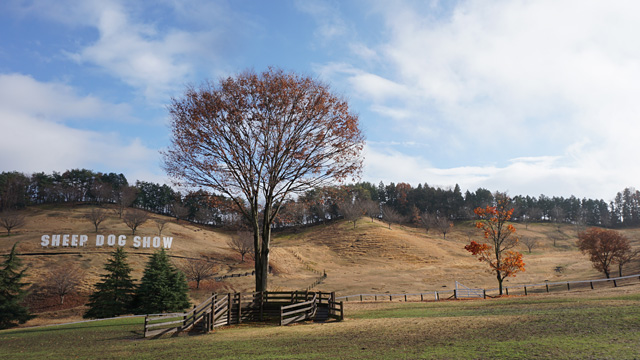 141212sheep_photo_15.jpg