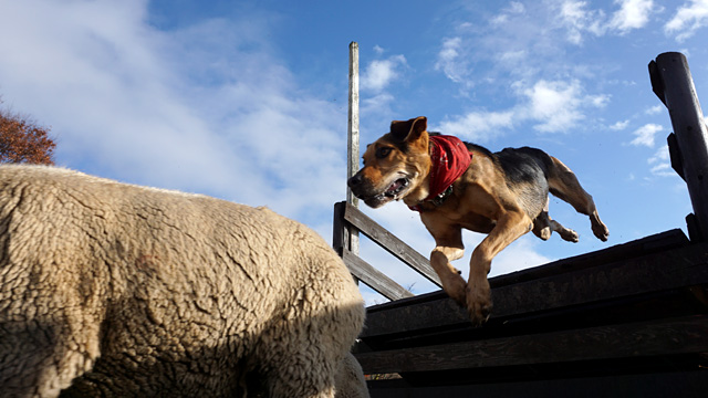 141212sheep_photo_6.jpg