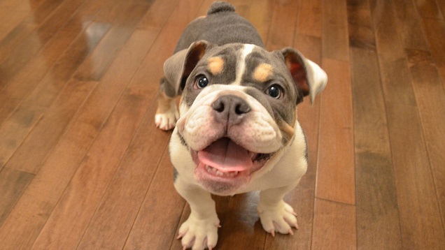 141221start_dog8.jpg