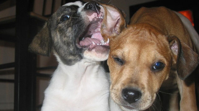 150214how_to_keep_yourpet002.jpg