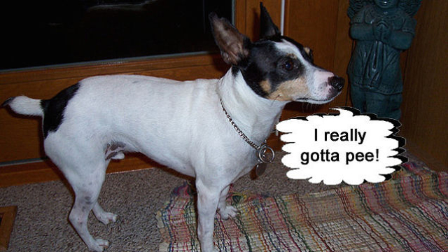150214how_to_keep_yourpet004.jpg