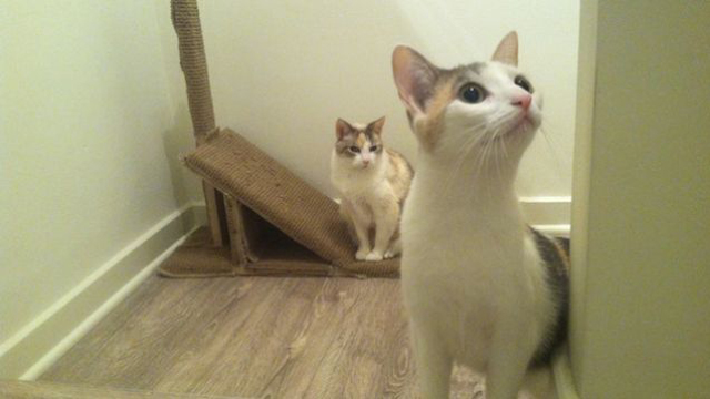 150214how_to_keep_yourpet005.jpg