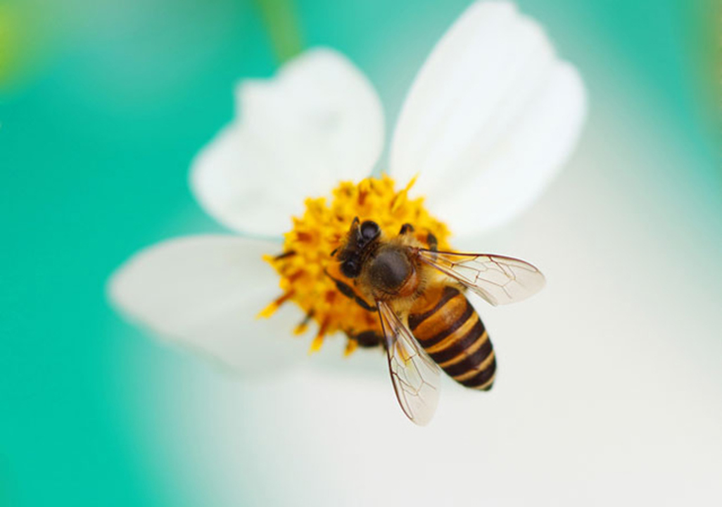 薬を使わず花粉症の症状を軽減 アメリカで流行の意外な健康法 ライフハッカー 日本版 薬を使わず花粉症の症状を軽減 アメリカで流行の意外な健康法 ライフハッカー 日本版