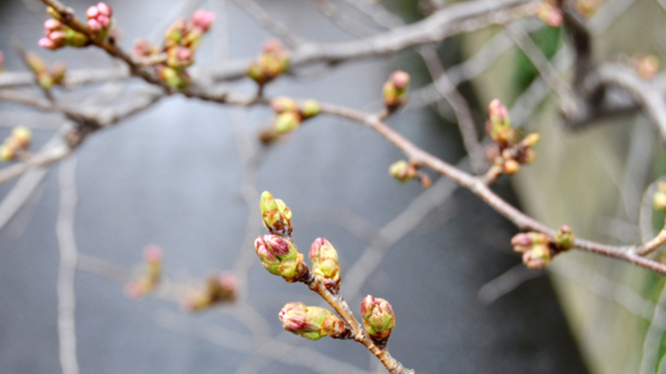 満開なのは桜ばかりじゃありません。花を愛でる美術館:都心編