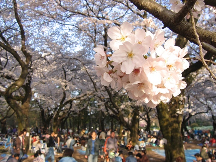 お花見で喜ばれる、お酒に関するひと工夫