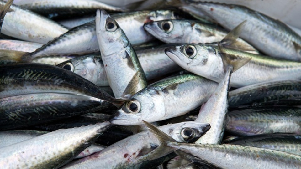 「魚のニオイ」を嗅ぐと批判的思考力が高まる:研究結果