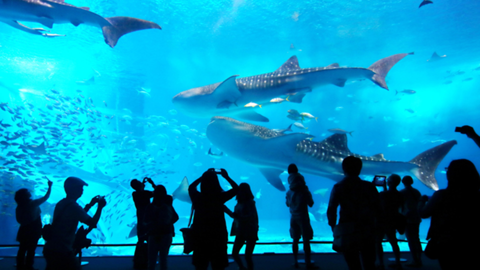 東京、大阪など全国の新しい水族館。2015年オープン・リニューアルの7選ほか〜木曜のライフハック記事まとめ