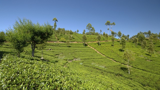 garden.jpg