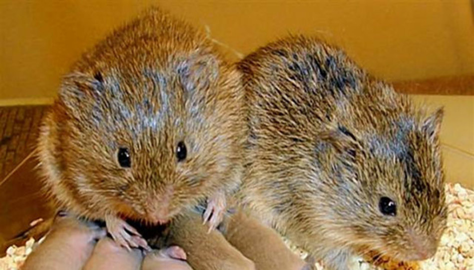 プレーリーハタネズミがヒトと同じように共感を示すことが判明