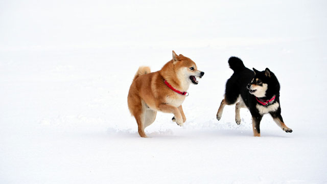 人間も動物も雪が降るとはしゃいでしまうのはなぜなのか 動画あり ライフハッカー 日本版