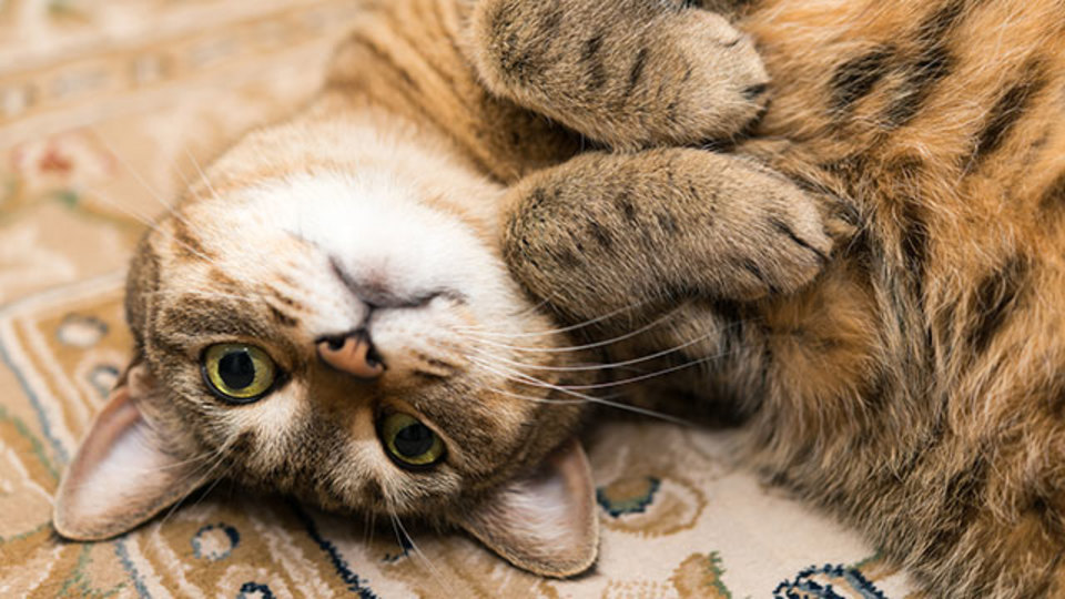 猫飼いなら考えておきたい防災対策