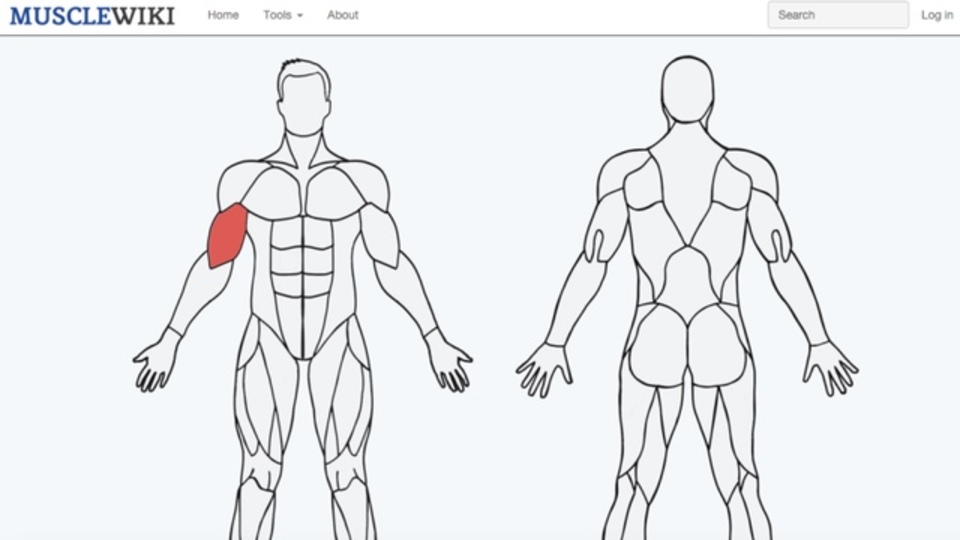 特定の筋肉のためのエクササイズを教えてくれる「MuscleWiki」
