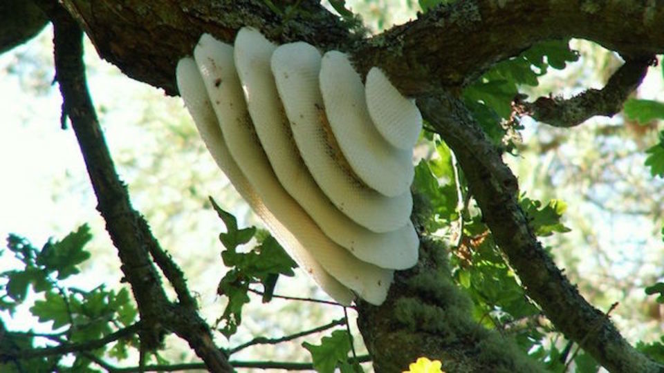 サバイバル環境での救世主?水のありかを教えてくれる昆虫4種