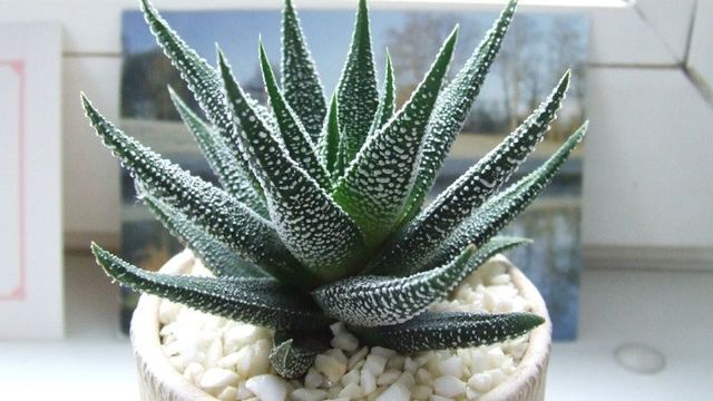 サボテンなどの多肉植物を枯らさないための簡単なルール