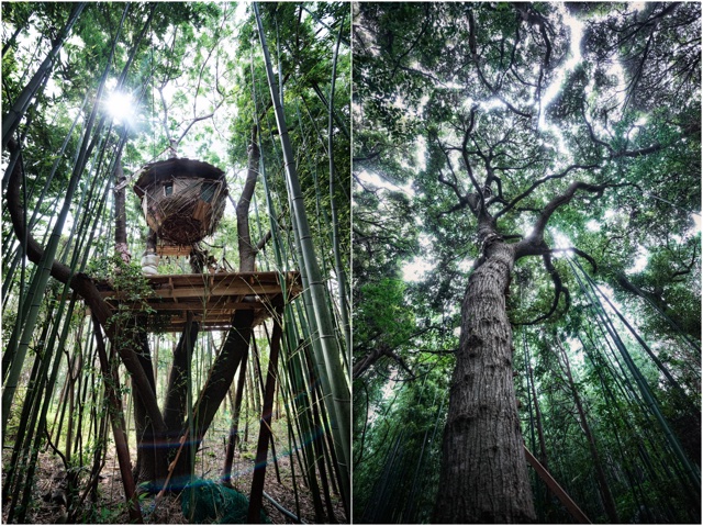 160707treehouse.jpg