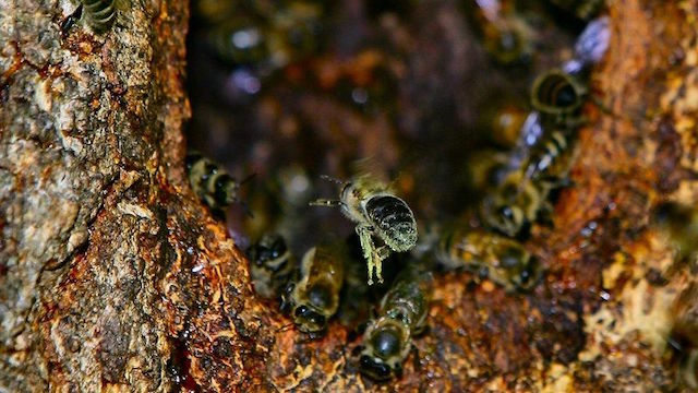 20160928−beehornetwasp02.jpg