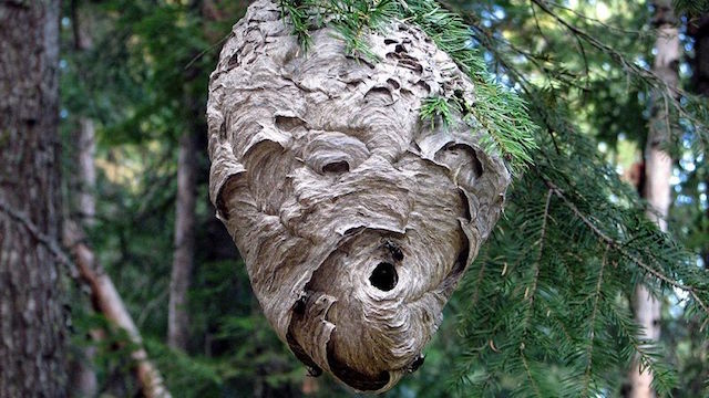20160928−beehornetwasp03.jpg
