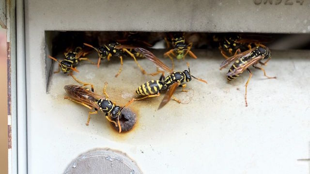20160928−beehornetwasp04.jpg