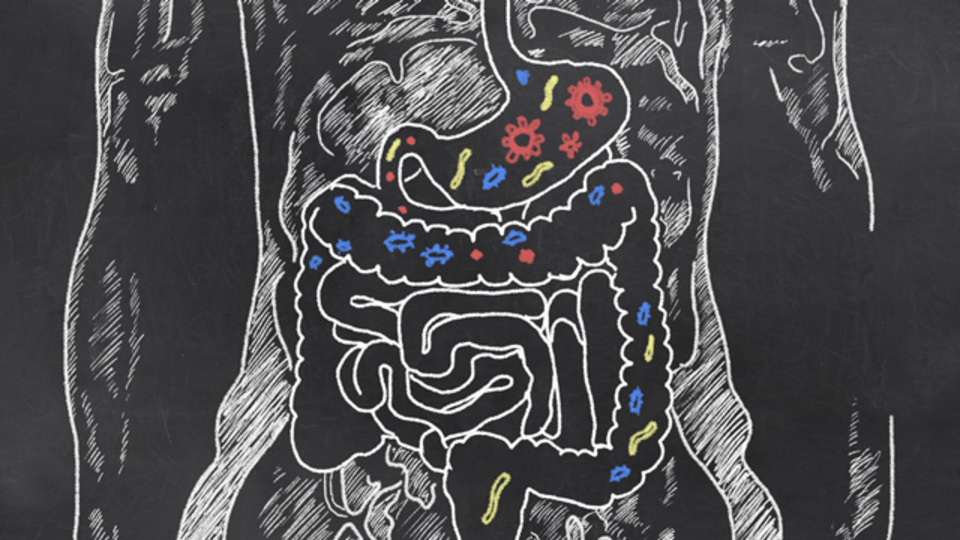 パーキンソン病に「腸内細菌」が関与か:研究結果