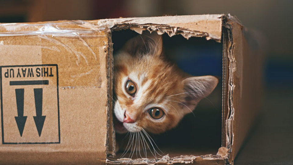 空箱が猫へのプレゼントにぴったりな理由
