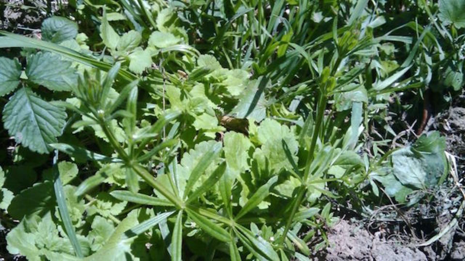 家庭菜園にぴったり。農薬なしでできる雑草対策