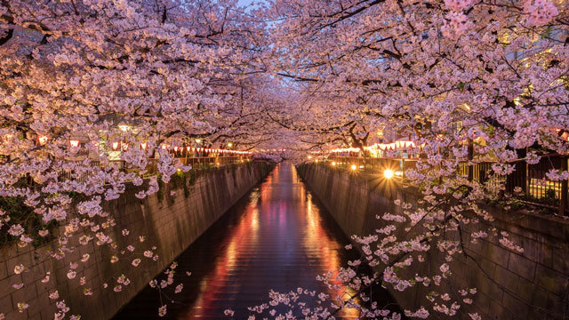 部門別【お花見・東京】ライトアップから穴場まで5年通った桜の名所ほか〜木曜のライフハック記事まとめ